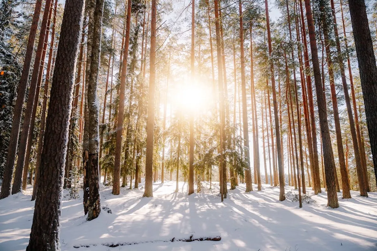 Winter Solstice Ritual Ideas for Beginners